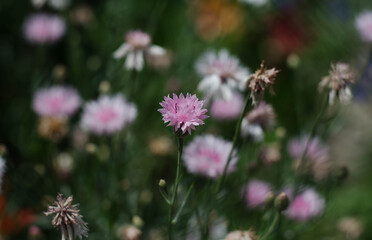 Wildflowers. Bouquet of pink flowers.