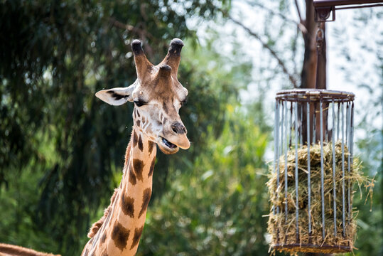 retrato de una girafa en siu habitat