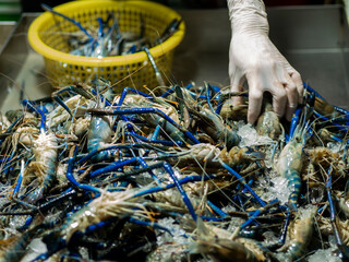 giant freshwater prawn In a fresh market, traders are putting them in baskets to assess prices