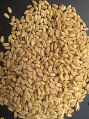 The healthy Indian wheat
