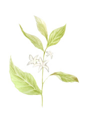 Watercolor coffee illustrations. Hand painted branches of coffee, red coffee beans, flowers