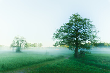 Fototapeta na wymiar Morning Mist in Berlin