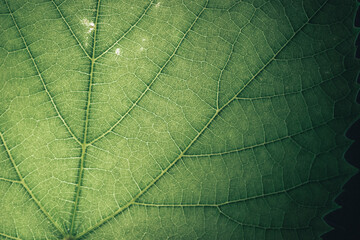 Naklejka na ściany i meble Beautiful green texture background. Cropped shot of green leaf textured. Abstract nature pattrn for design. Macro photogrpaphy view.