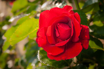 Red rose isolated and close up on green background.

