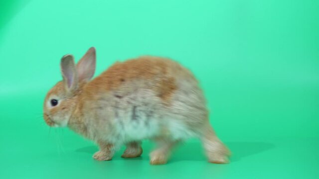 Brown adorable baby rabbit on green screen. Cute baby rabbit