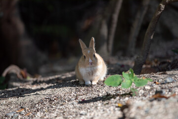 うさぎ