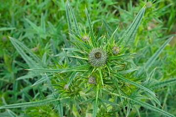 Close-up of the leaf lobes of a spear thistle also kwon as common thistle, scientific name Cirsium...