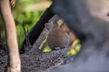 うさぎ