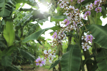 Beautiful purple and white flowers in the garden.