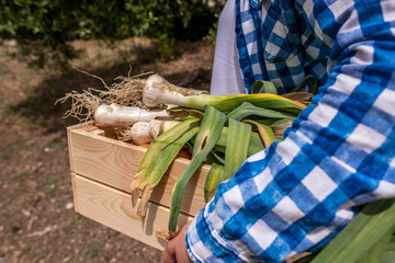 Young woman's hands picking vegetables in a box