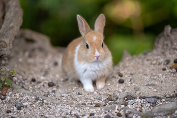 うさぎ