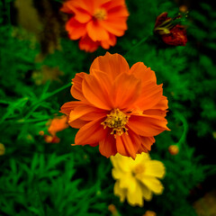 orange flower Cosmos sulphureus is also known as sulfur cosmos and yellow cosmos.