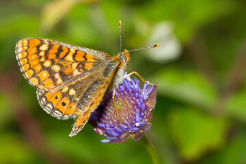 Doncella de ondas rojas (Euphydryas aurinia), mariposa de color naranja con las alas abiertas sobre la flor.