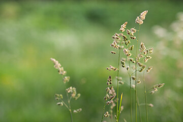 Wild herbs on the meadow, summertime. Summer in countryside. Selective focus.  Natural green background.