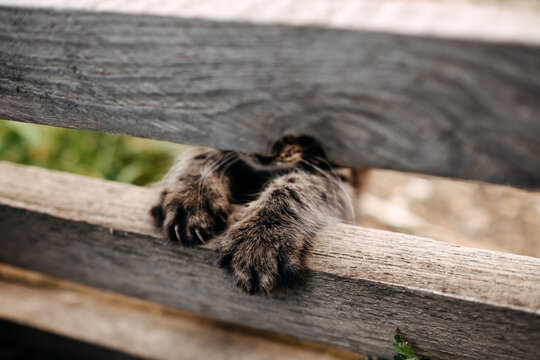 Little kitten trying to climb on a wooden fence. Soft focus on paws.