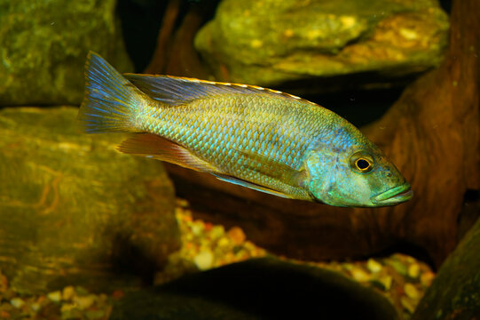 Nimbochromis livingstonii, Livingston's cichlid or (locally) kalingono, is a freshwater mouthbrooding cichlid native to Lake Malawi, an African Rift Lake.