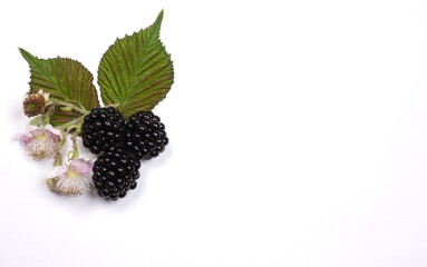 Blackberry (mulberry) ripe and unripe fruit with flowers and leaves. Wild fruits at white background.