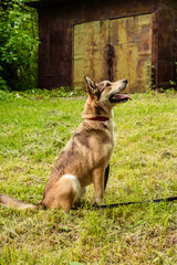 red dog in a leash plays on the grass