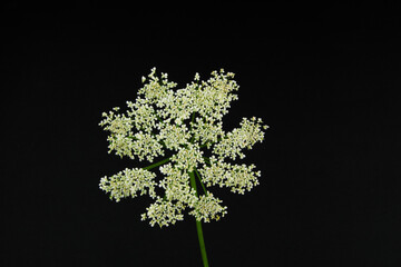 Wild white European flower Cow parsley,  also known under the names of  wild chervil, wild beaked...