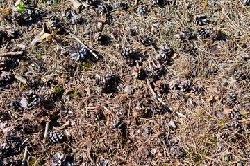 Conifer cones on the forest litter on deforested field on the forest ground. Conifer tree cones and needles on the forest litter / ground 