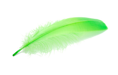 Fluffy bird feather green color in studio isolated on the white