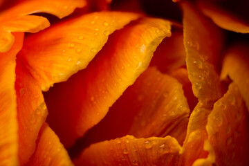 orange tulip flower near. Macro