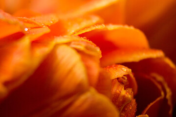 orange tulip flower near. Macro