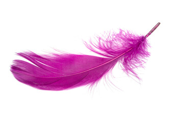 Fluffy bird feather violet color in studio isolated on the white