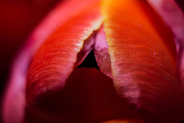 red tulip flower near. Macro