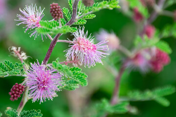 flor en la naturaleza color rosa