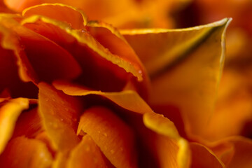 orange tulip flower near. Macro