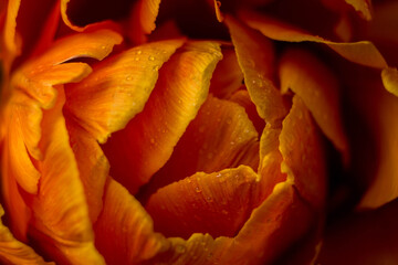 orange tulip flower near. Macro