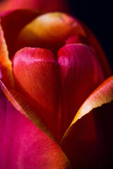 red tulip flower near. Macro