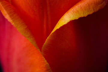 red tulip flower near. Macro