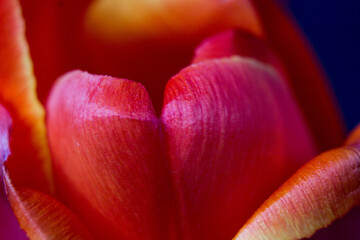 red tulip flower near. Macro