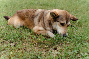 Naklejka na ściany i meble red dog in a leash plays on the grass