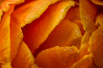 orange tulip flower near. Macro