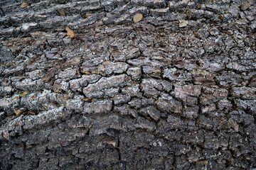 Tree bark