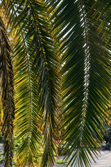 nature, tourism concept - Green palm trees leaves on blue sky background