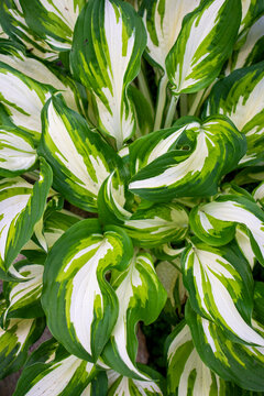 Bright fresh leaves of hosta (funkia) with wavy white patterns
