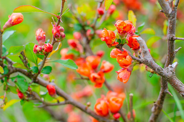 Nature floral background. Flowering quince. Live wall of flowers in a spring garden. Red quince flowers close-up. High quality photo