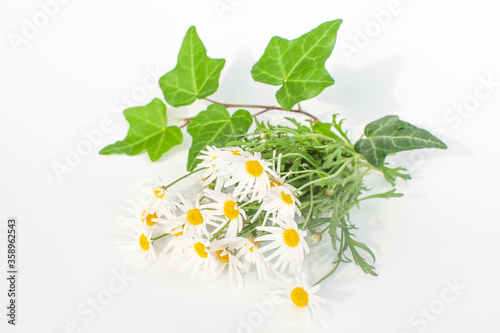 マーガレットとアイビーの花束 Wall Mural Wallpaper Murals Saraju マーガレットとアイビーの花束 Wall Mural Wallpaper Murals Saraju