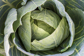 Fototapeta premium head of cabbage top view