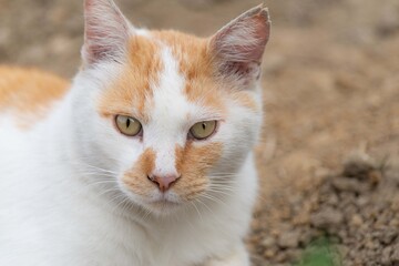 可愛い猫　　　茶白猫