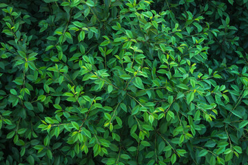 The crown of the tree. Young greens. Green foliage of a tree. Deciduous background. Lungs of the Earth. Pure oxygen. Screensaver in the form of leaves. Natural background. Juicy color.