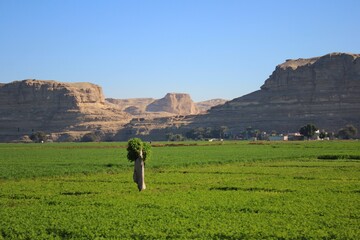 Fototapeta premium A farmer carrying hay while walking in a field in front of a rocky mountain in Egypt
