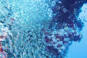 Beautiful tropical coral reef with shoal of transparent coral fish