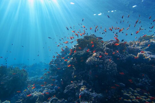 Life-giving sunlight underwater. Sun beams shinning underwater on the tropical coral reef.Ecosystem and environment conservation