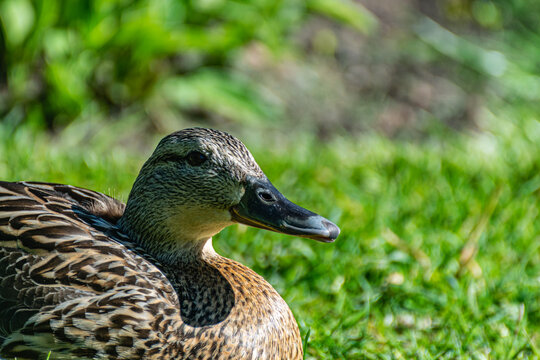 wild duck sit on green grass in a public park. Portrait of female wild duck rest in nature.
