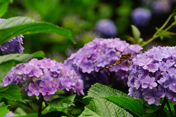日本の紫陽花